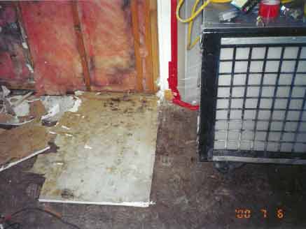 Aspergillus mold contamination found behind walls